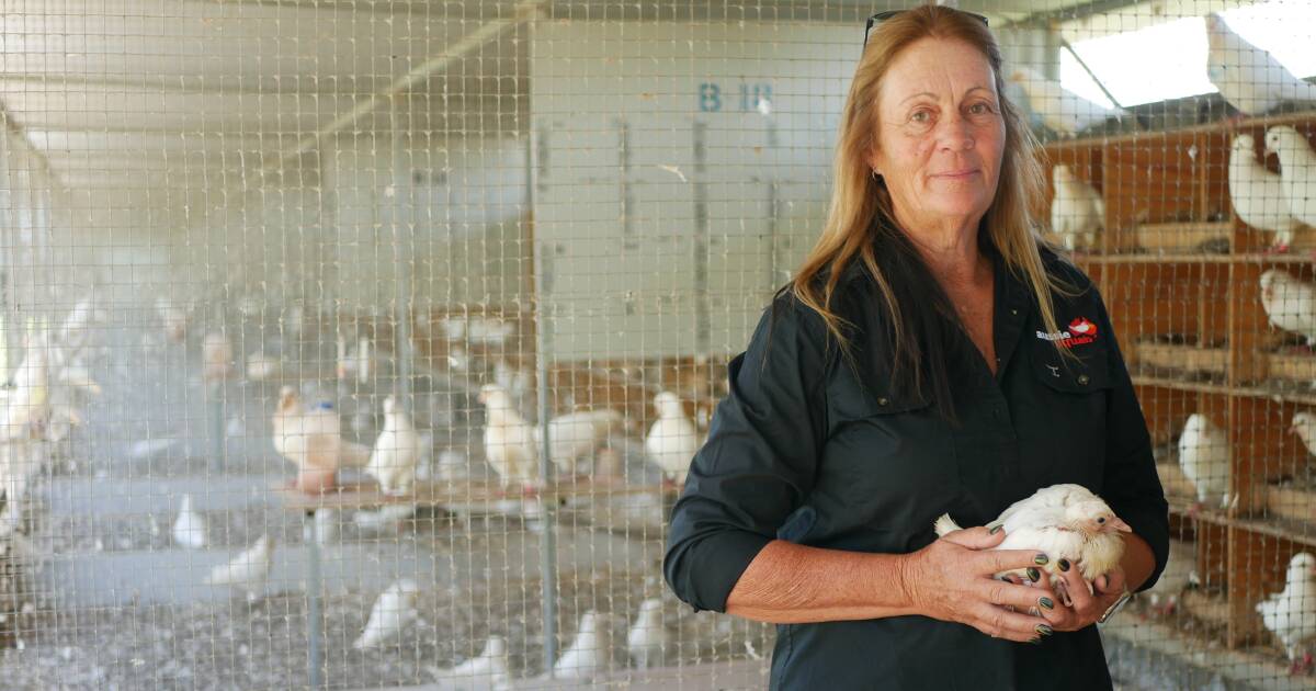 Biloela sends 125k pigeons to Sydney yearly, but can't keep up with demand