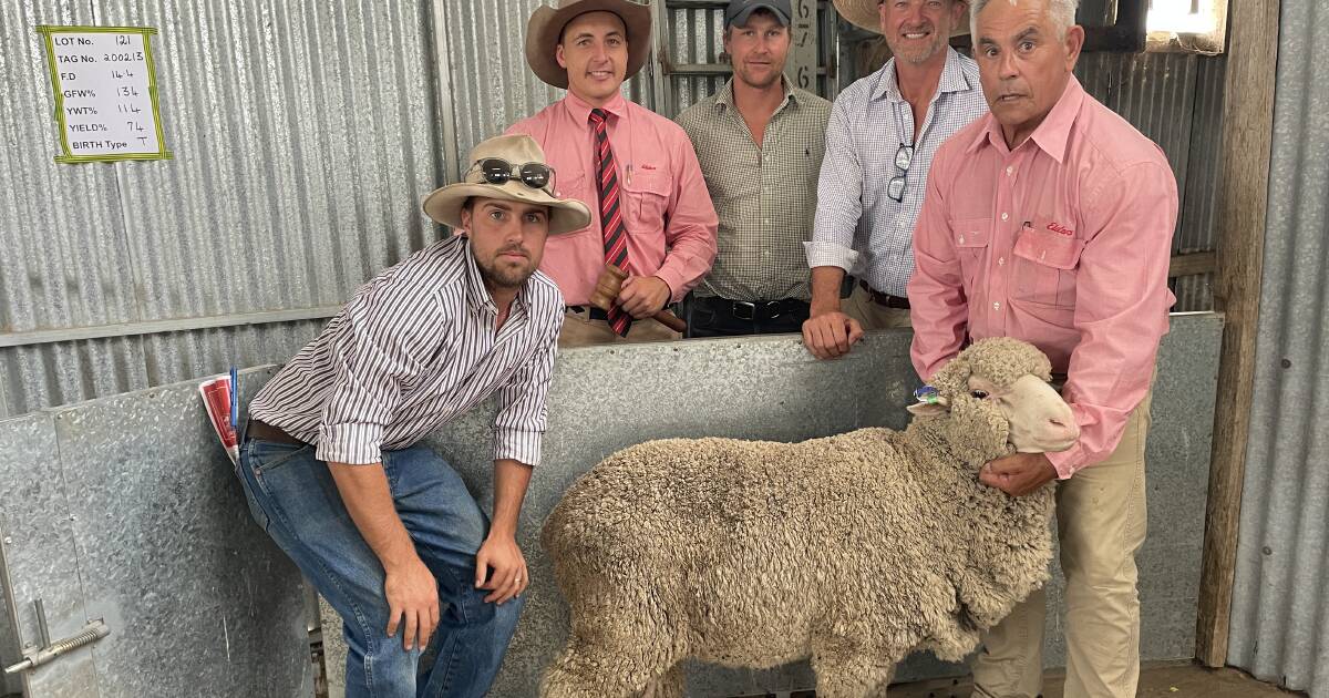 Yalgoo Merinos to $11,000 with 112 rams averaging $3276