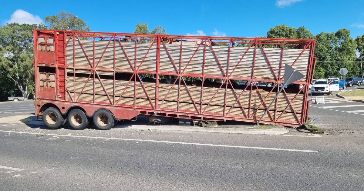 Loose cattle trailer causes traffic chaos in Rocky