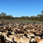 NAB bank closure in Pittsworth sparks debate on regional bank closures | Queensland Country Life