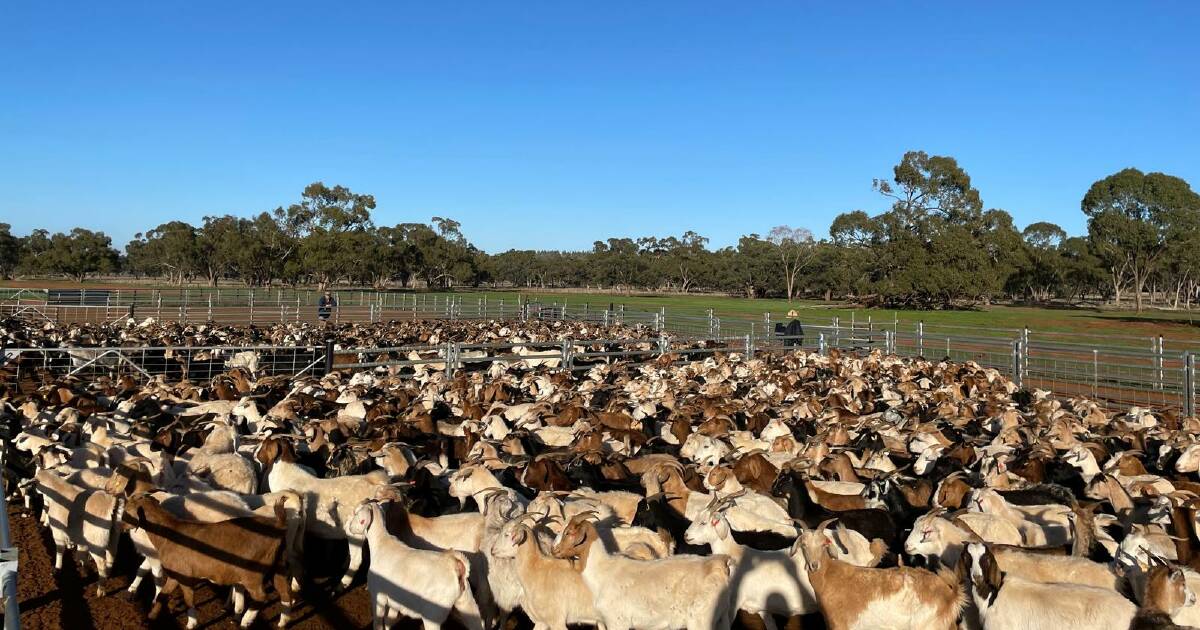 Genetic leap: new project to unlock Australia's goat potential