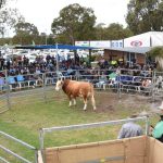 Cowboys at heart: Searle men saddle up for nationals tilt