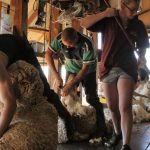 McKinlay graziers face 'biggest flood on record'