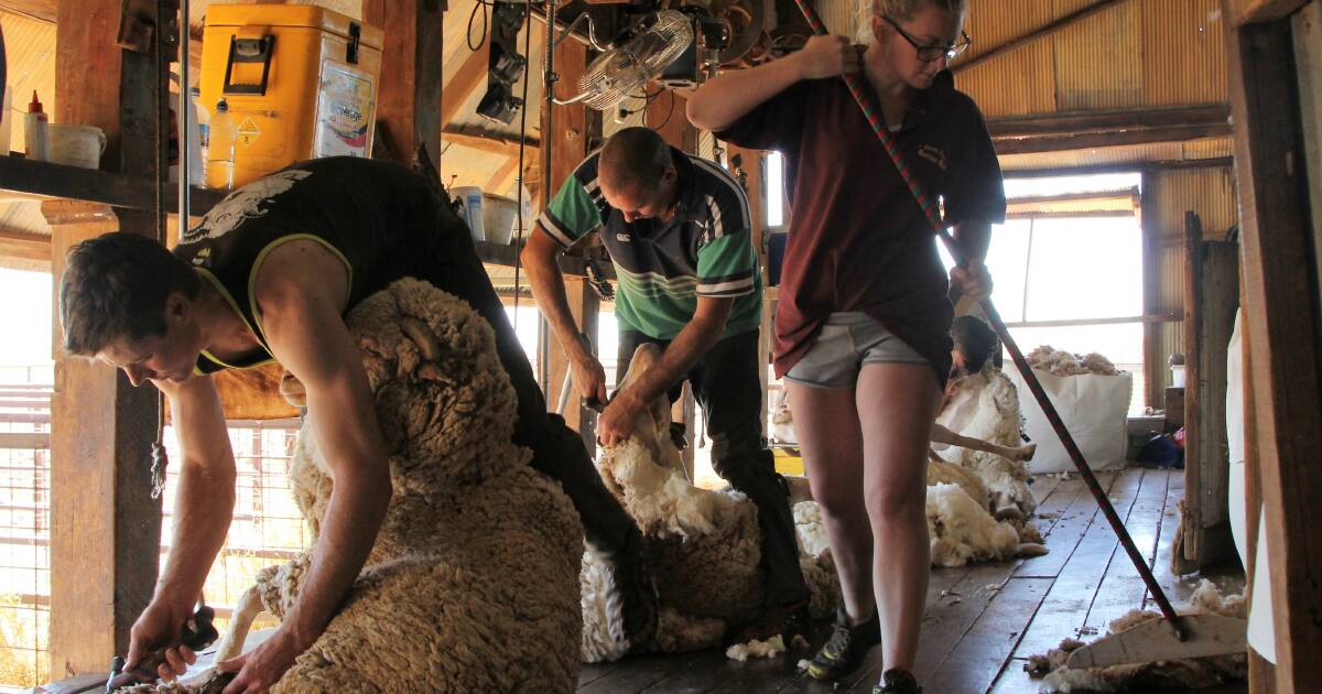 Shearer shortage threatens Queensland wool industry | Queensland Country Life