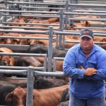 Beef steers topped the prices at Boyanup weaner sale