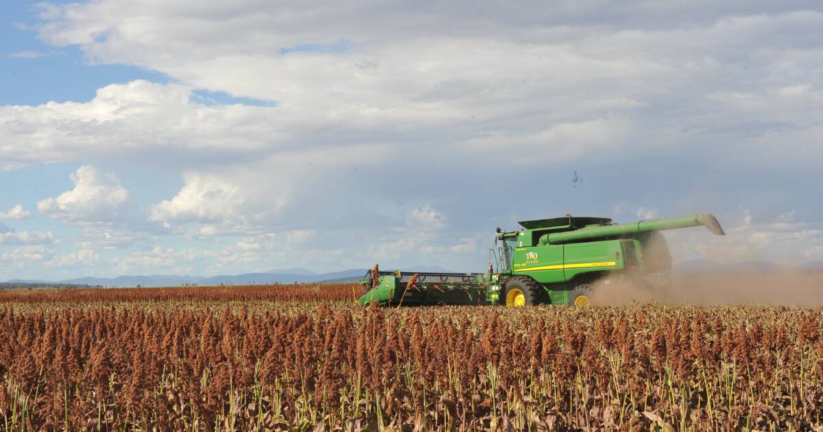 Sorghum bids slip $10/t as harvest gets underway