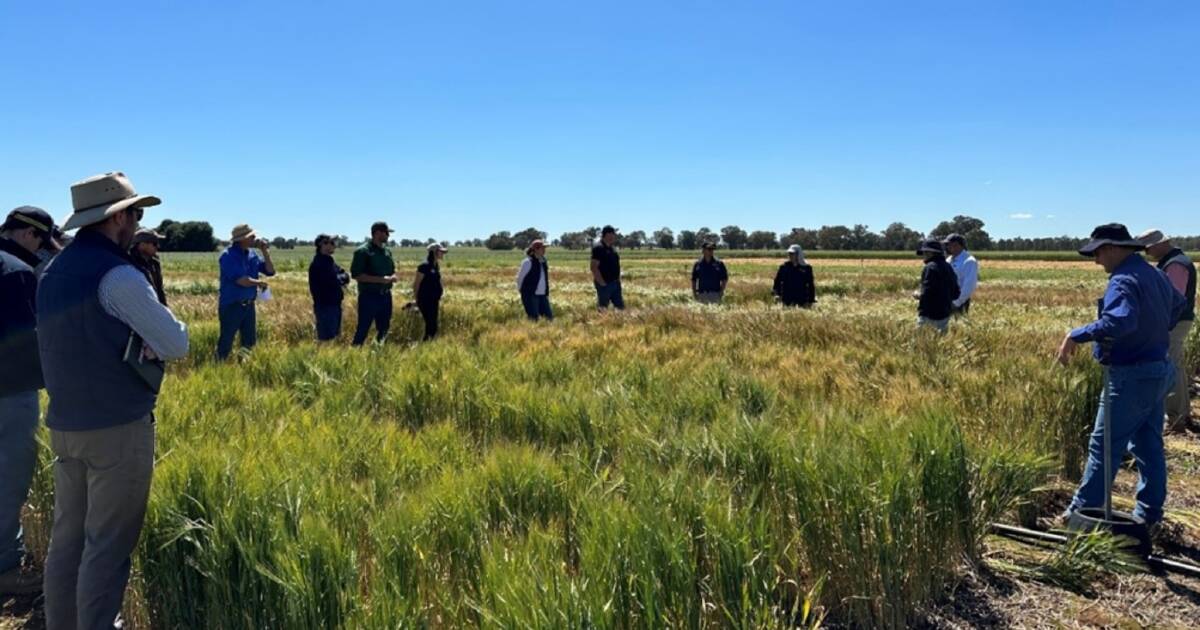 GRDC Invests $8m to Reduce Impact of Wheat Disease STB | Farm Weekly