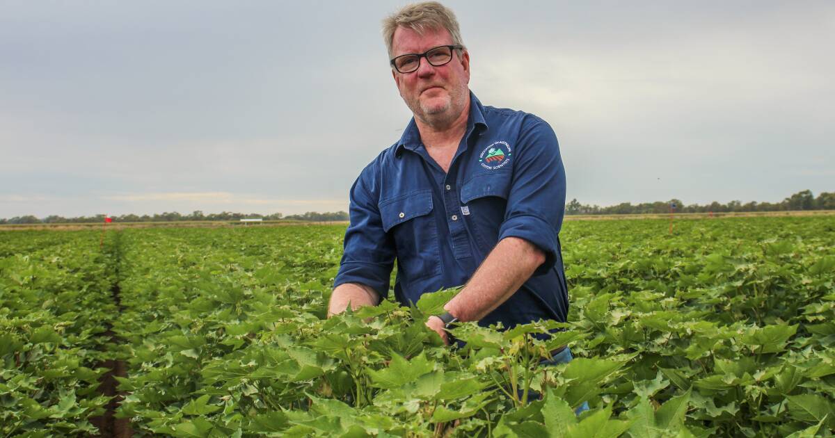 Speeding up defoliation without sacrificing yield and quality