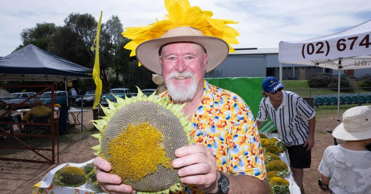 Sunflower tossing takes centre stage on the Liverpool Plains