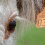 Feedlots, restockers from Vic, NSW and SA descend on first Casterton 2024 weaner sale