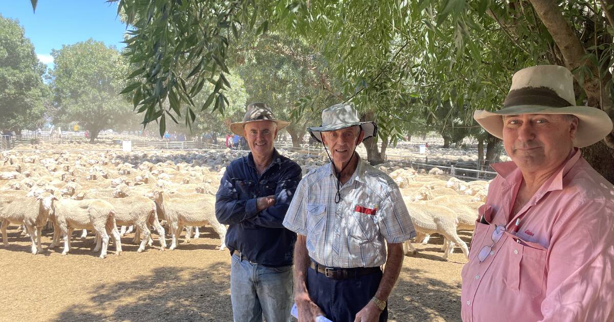 Restocker rates for NSW ewes improve