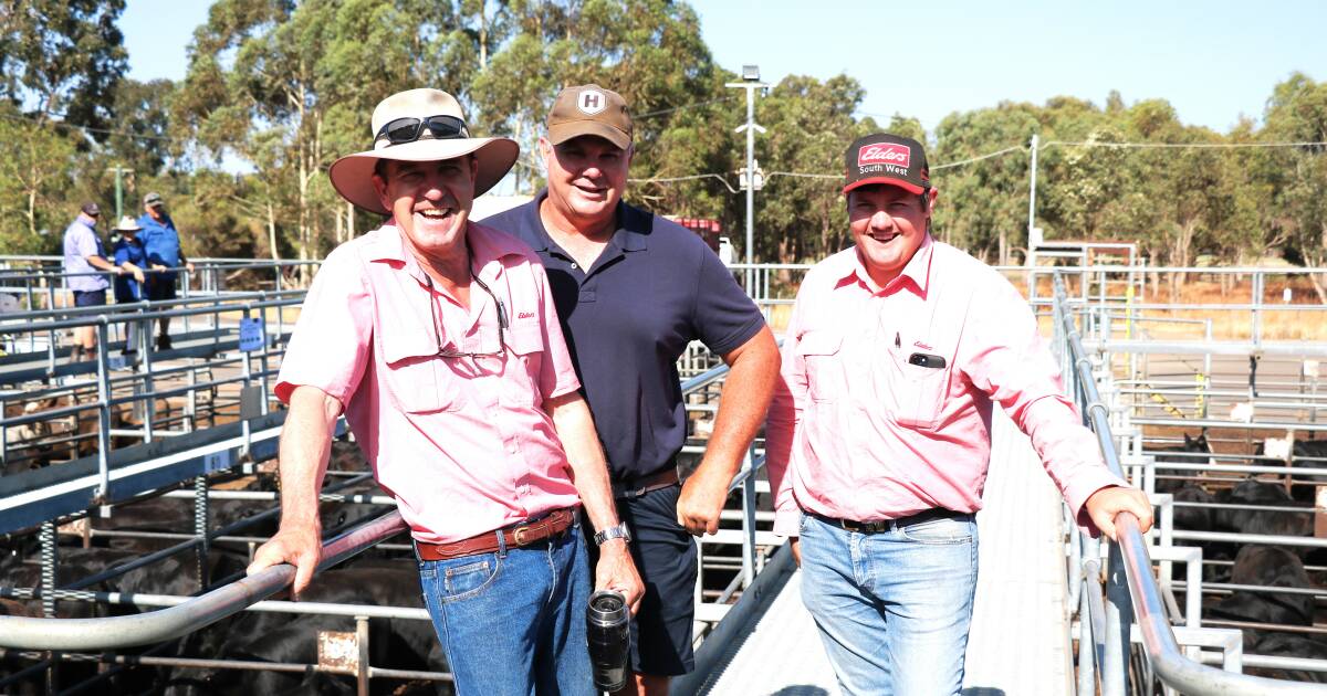 Beef steers topped the prices at Boyanup weaner sale