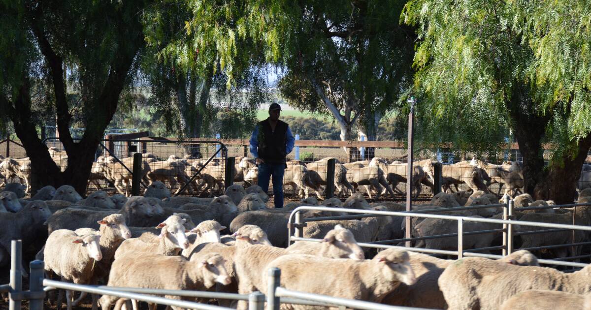 East still has a hunger for WA sheep