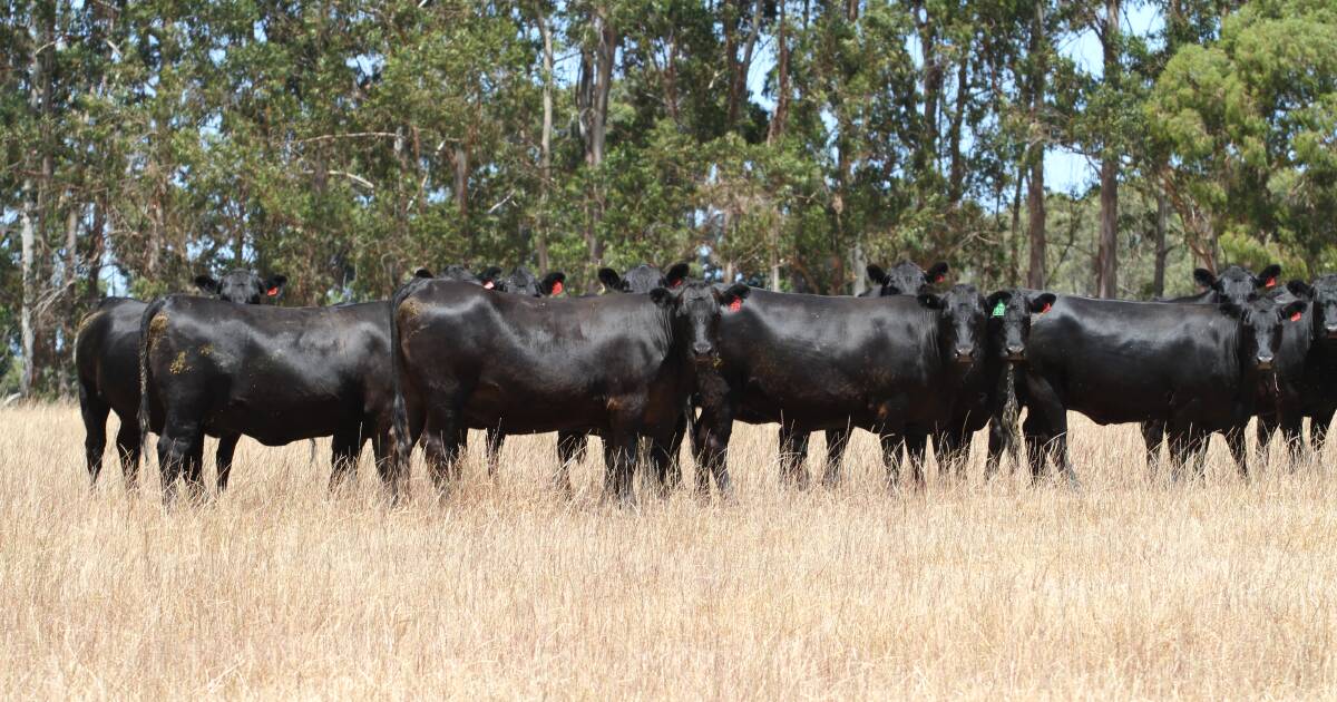 Elders Special Beef Female Sale – Quality Mated Beef Heifers | Farm Weekly