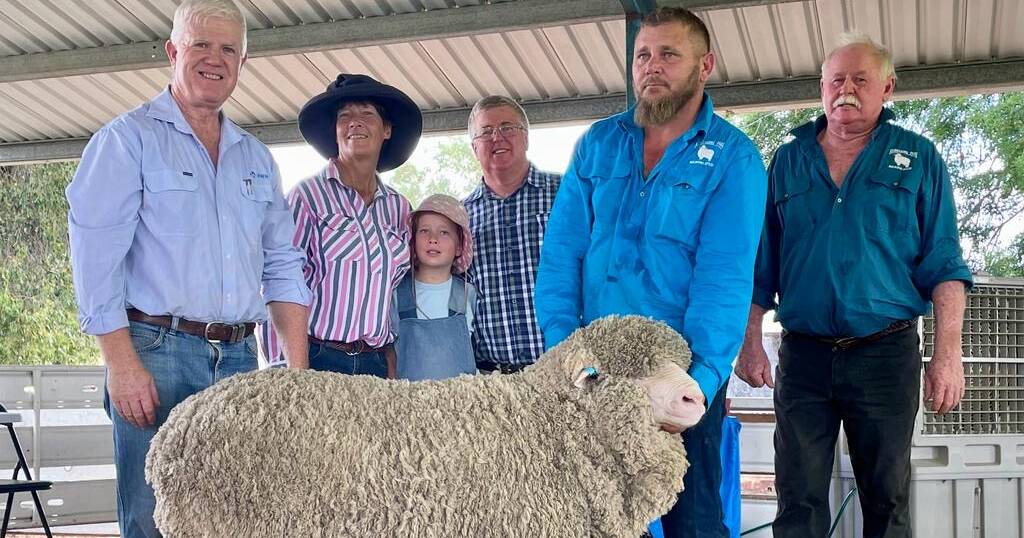 Kurrajong Park Merinos top ram destined for Dirranbandi