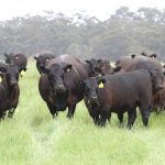 Buybacks, hay runs, stone crushers and weaner sales