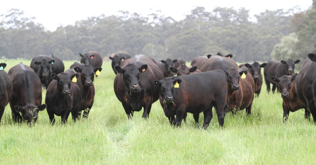 Challenges and Uncertainty for WA Beef Producers | Farm Weekly