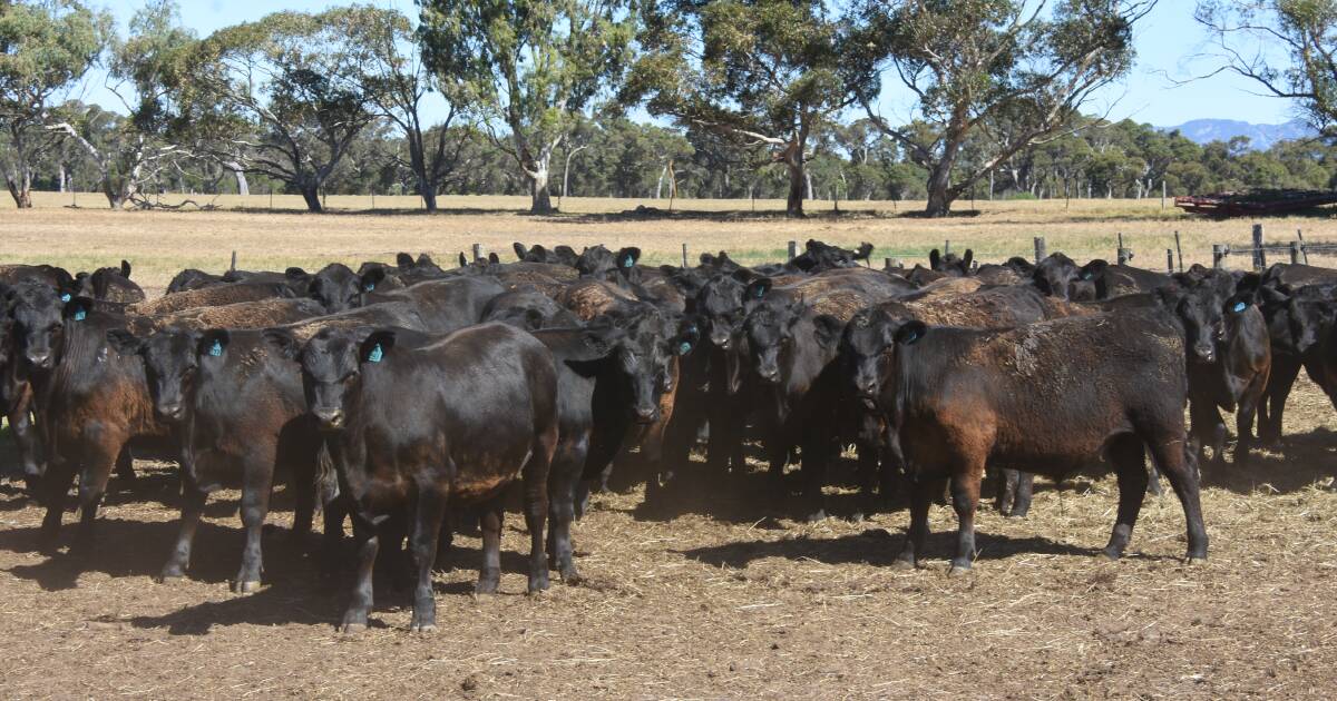 Quality southern Angus weaners on offer