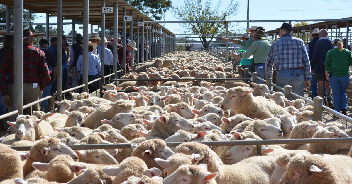 NSW lamb market starts 2024 on a high