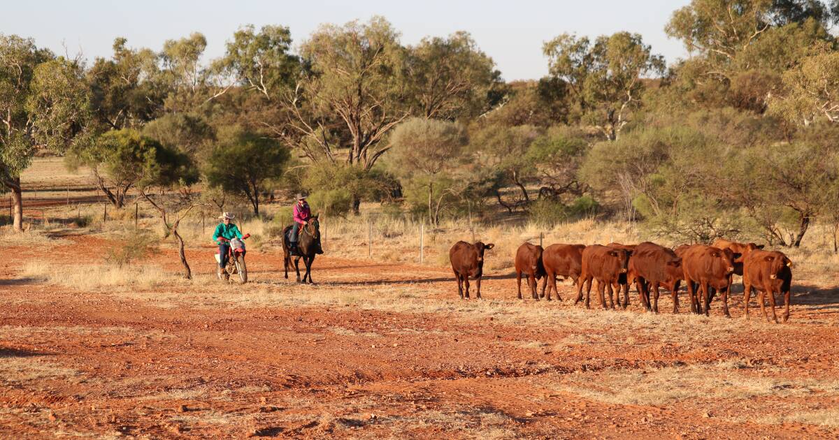 Read why Santa Gertrudis work best for this pastoral station. | Farm Weekly