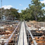 Prices rise as feedlots and restockers battle for NSW cattle