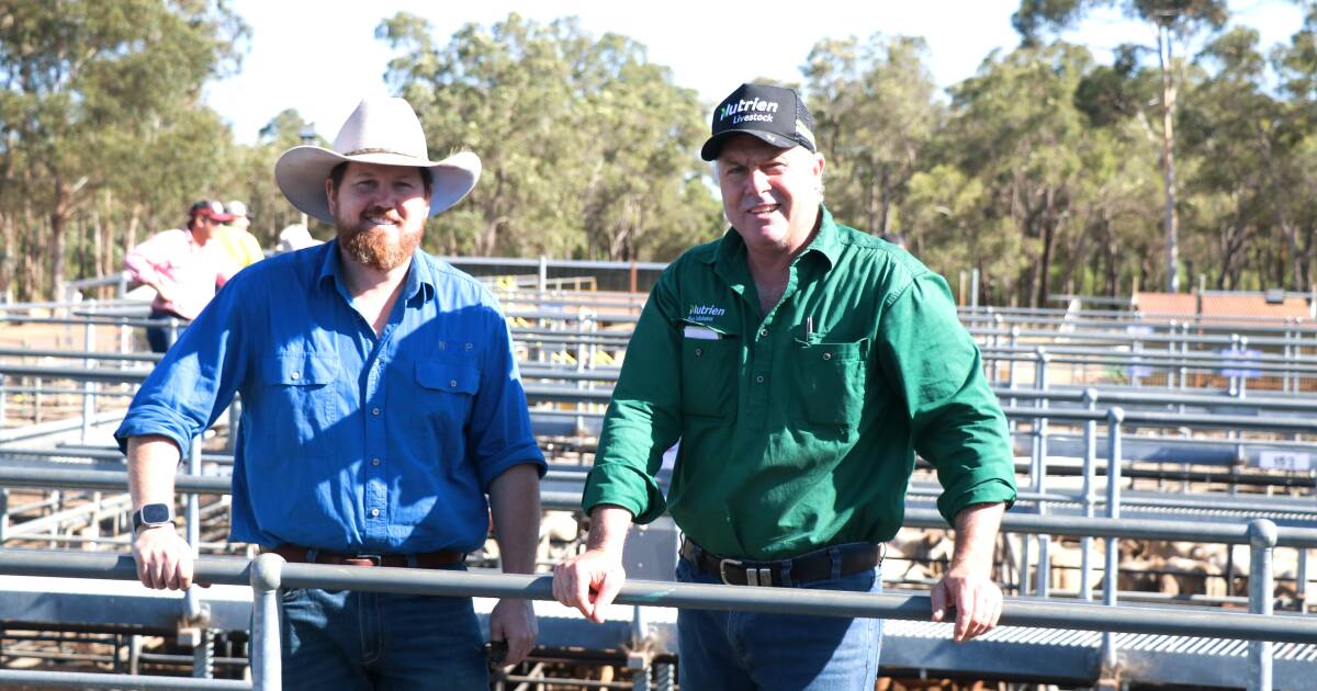 Top draft of Angus heifers a highlight at latest Boyanup weaner sale