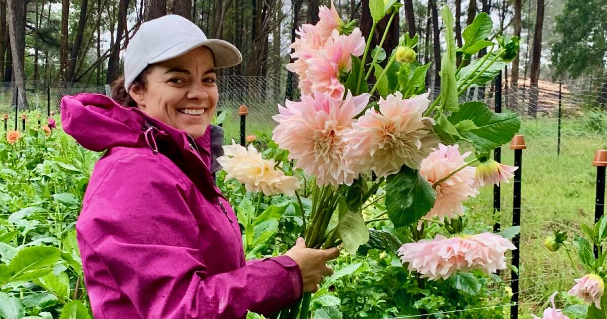 Dahlias set to thrive in bumper season