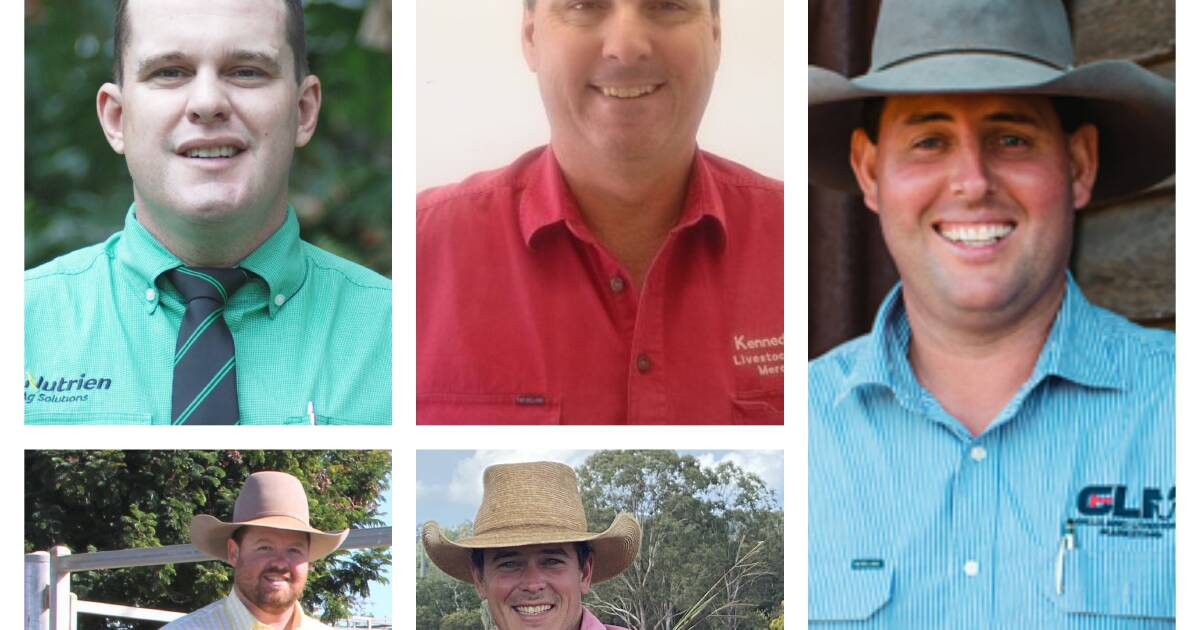 Rural stock experts predict the 2024 Queensland bull sale season