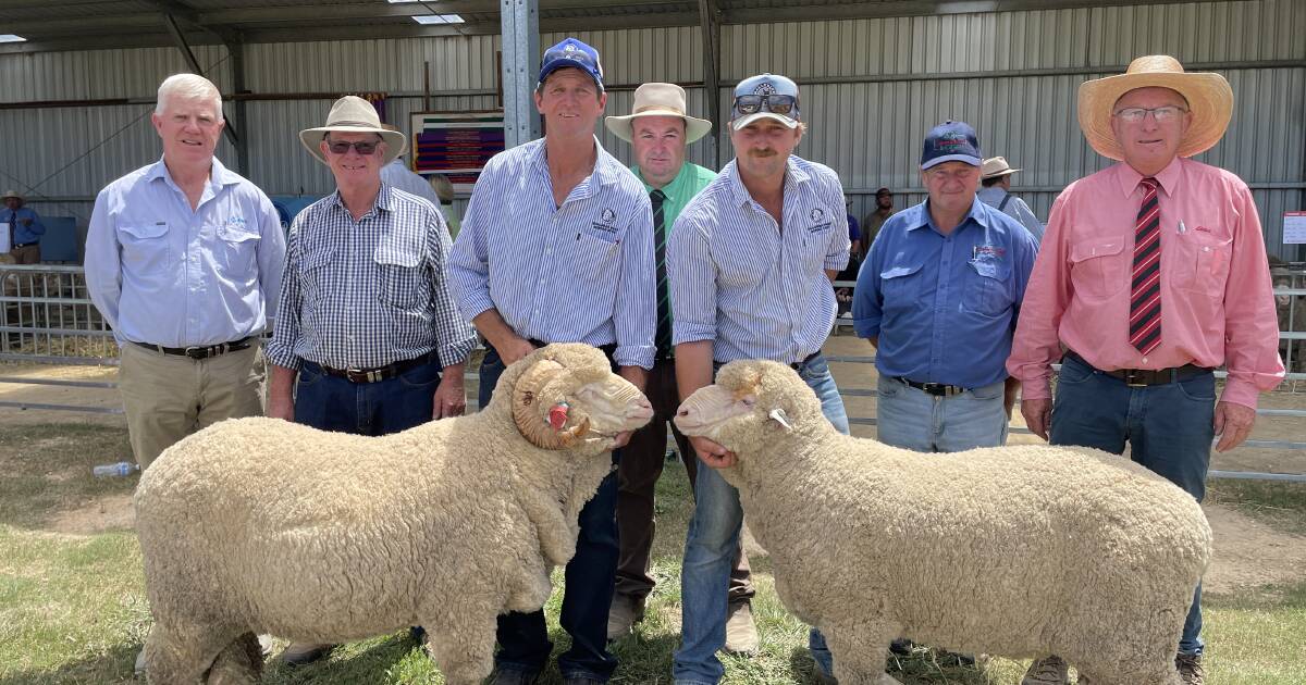 Merino and Poll Merino rams sell for up to $2800 at Shalimar Park | The Land