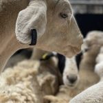 Australian Farmers Angry at Proposed Biosecurity Tax | Farm Weekly