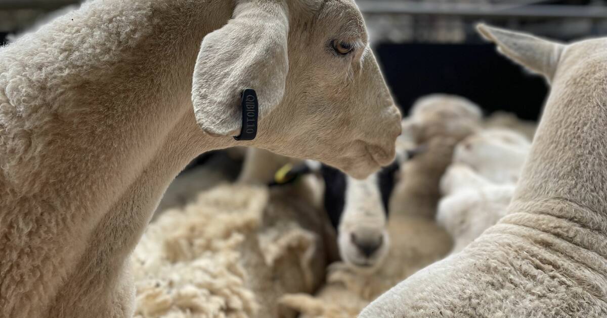 Tasmania announces rebates for sheep and goat eID