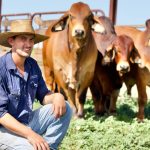 Sunflower tossing takes centre stage on the Liverpool Plains