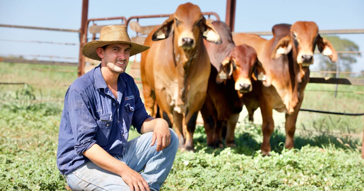 Confidence is high in lead up to 2024 Big Country Brahman sale | North Queensland Register