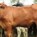 Beef and cattle market outlook for 2024