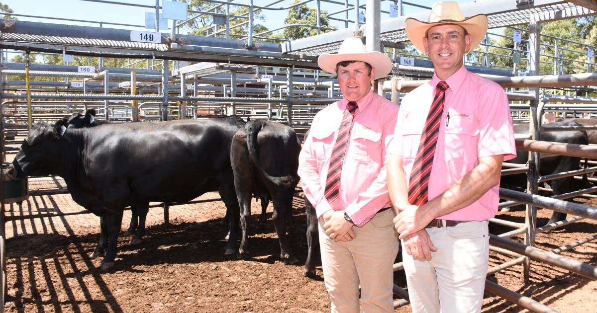 PTIC Angus females top $3450 at Elders Boyanup Beef Female Sale | Farm Weekly