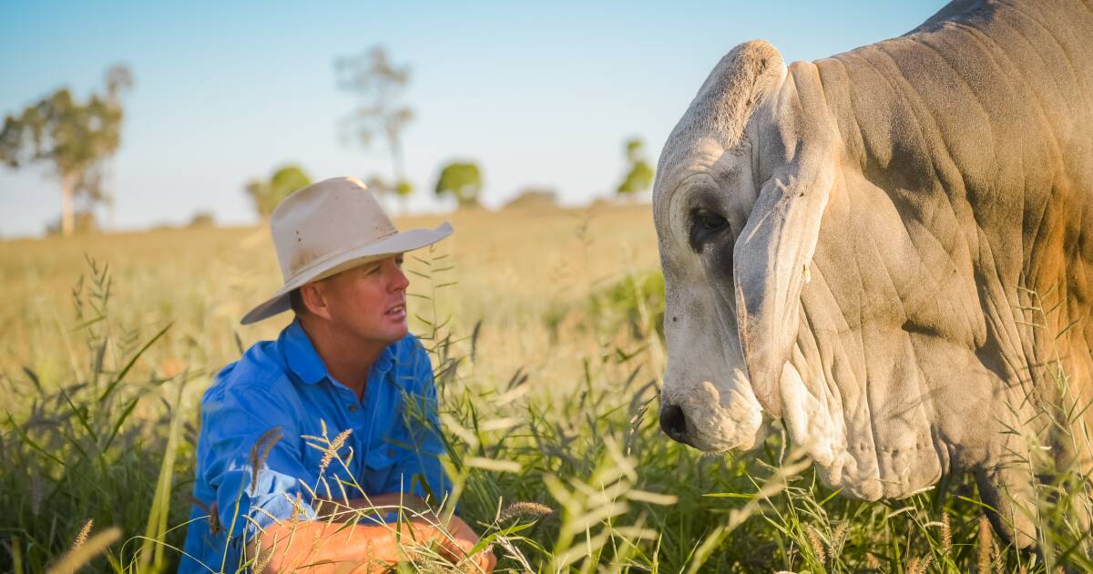 Record-breaking NCC herd to be dispersed