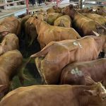 Beef 2024: rising costs could impact final stud cattle entries | Queensland Country Life