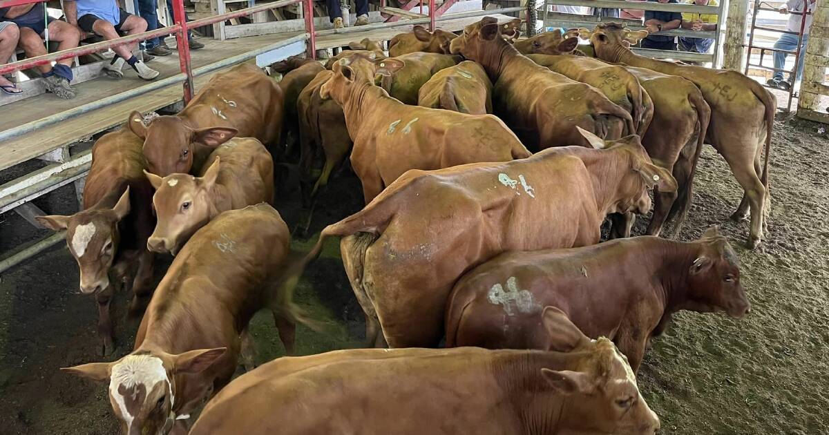 Cows and calves strong at Laidley