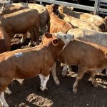 Graziers in Queensland’s Paroo catchment find hope in unexpected summer rains. | The Land