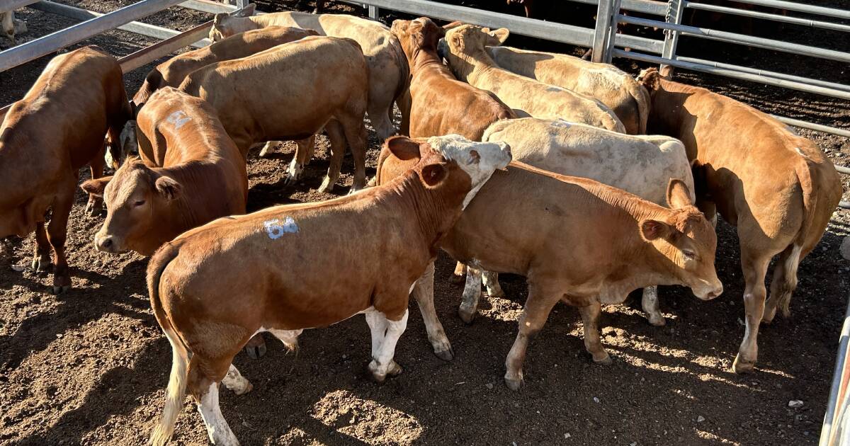 Cows and calves sell to $2200/unit at Toogoolawah