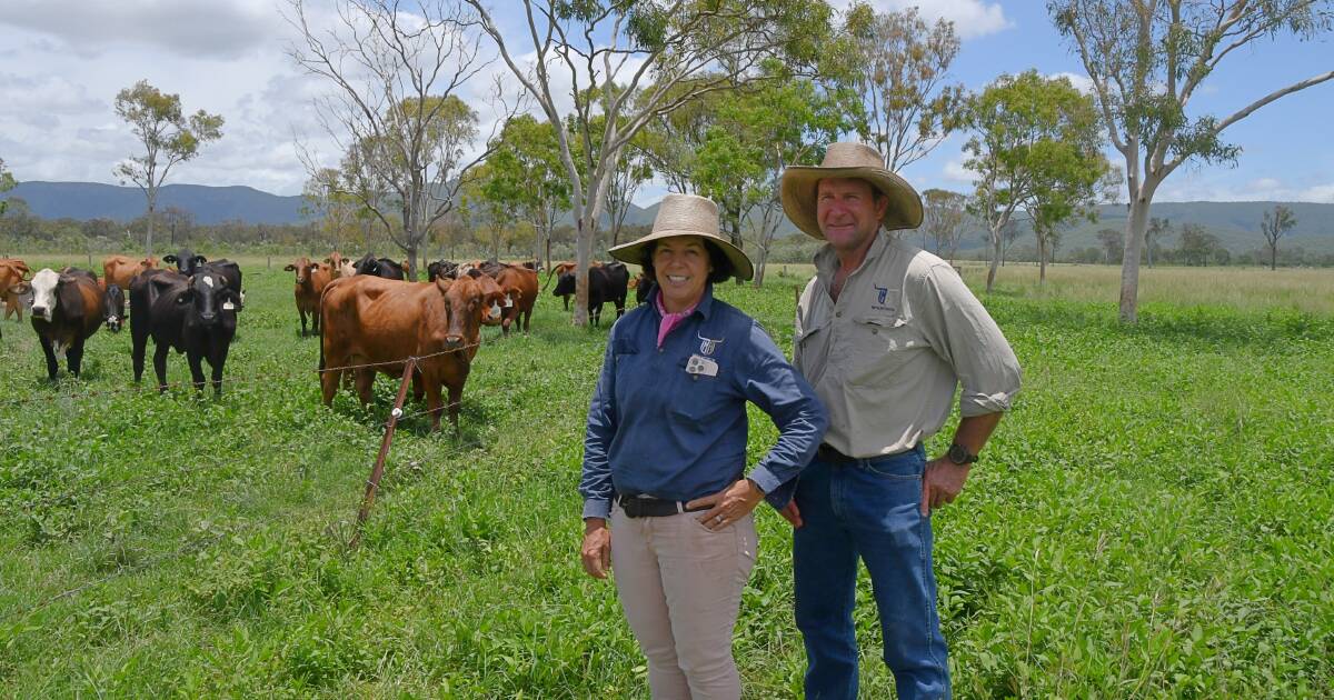 The McArthur's holistic view of beef breeding