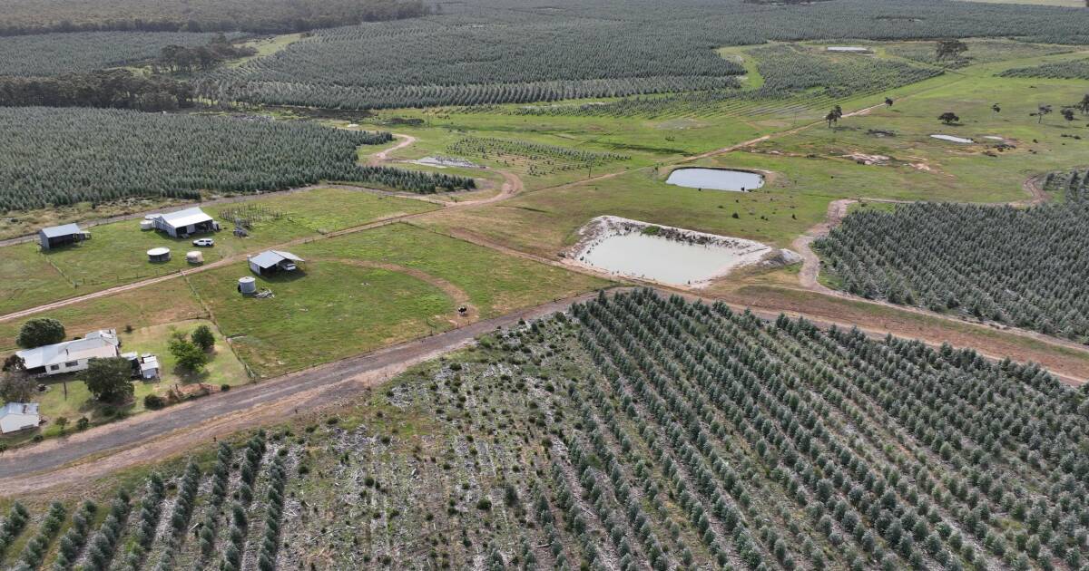 Prime property with blue gum plantation