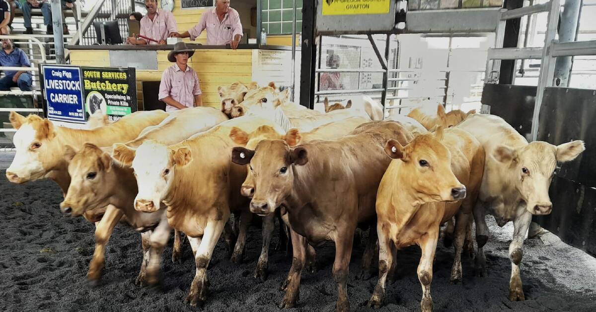 Grafton heifers sell to 316c/kg