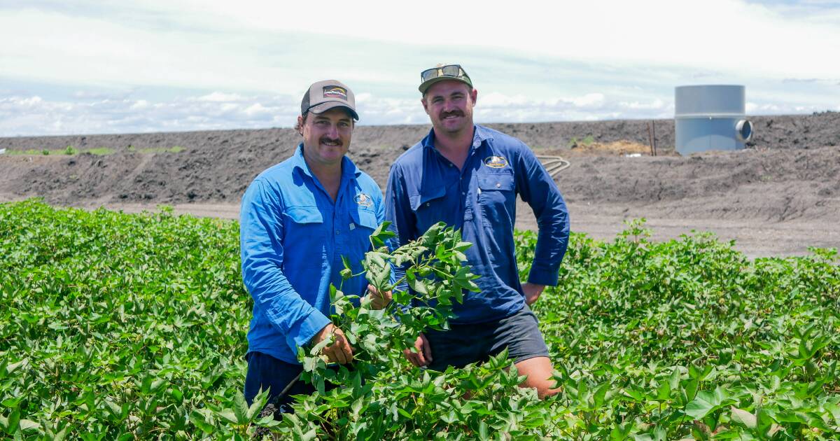 Dawson Valley cotton growers invest in new water infrastructure