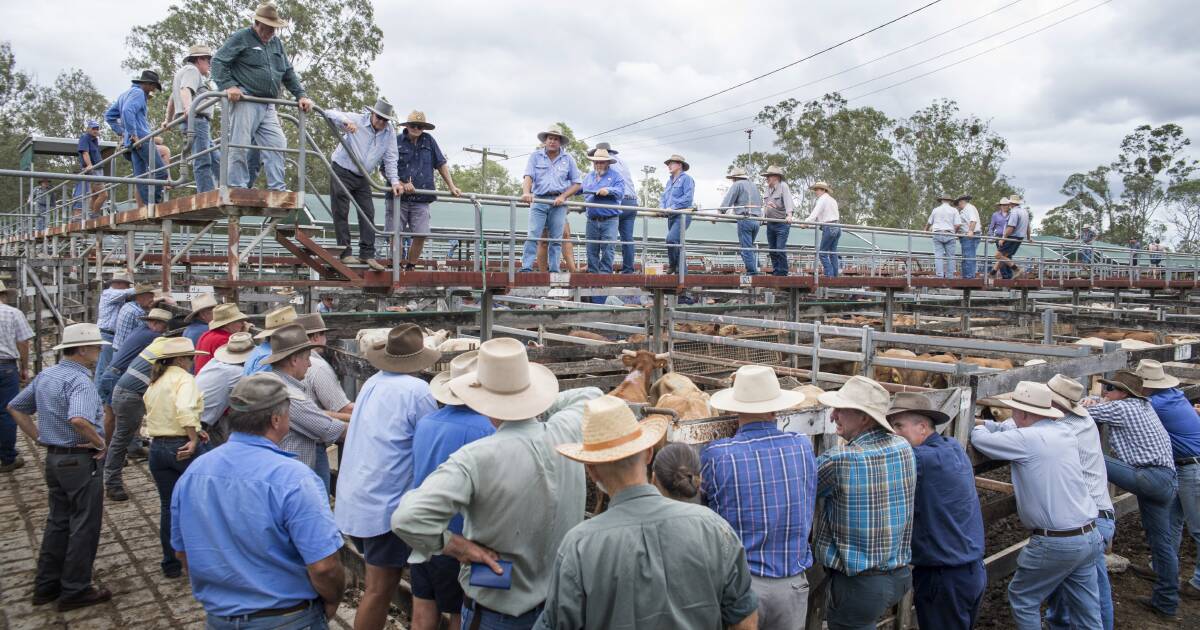 Gympie market dearer