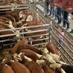 Revealed: Australia's top 50 Merino ram studs of 2023