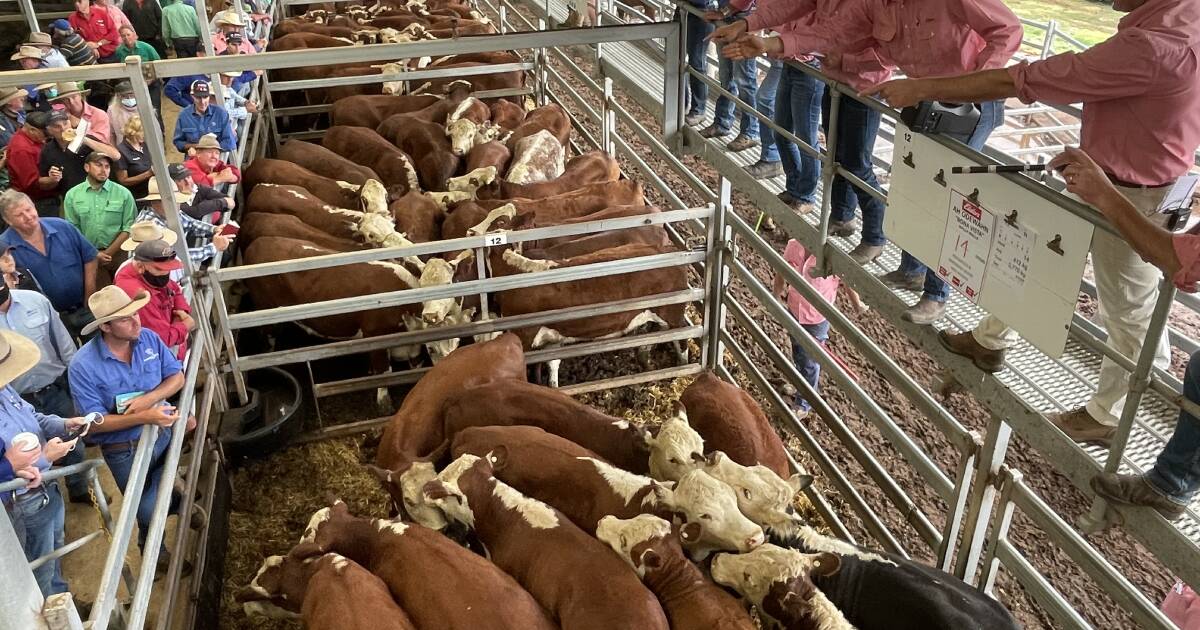 Strong buyer support expected at Wodonga weaner sales which start today