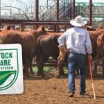 Battle for the best cattle as NSW prices improve