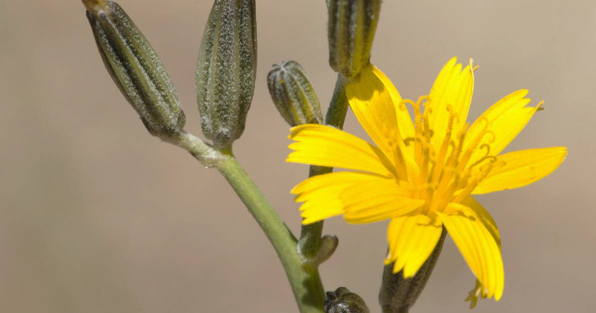 2023/24 Summer Campaign Targeting Skeleton Weed Pest | Farm Weekly