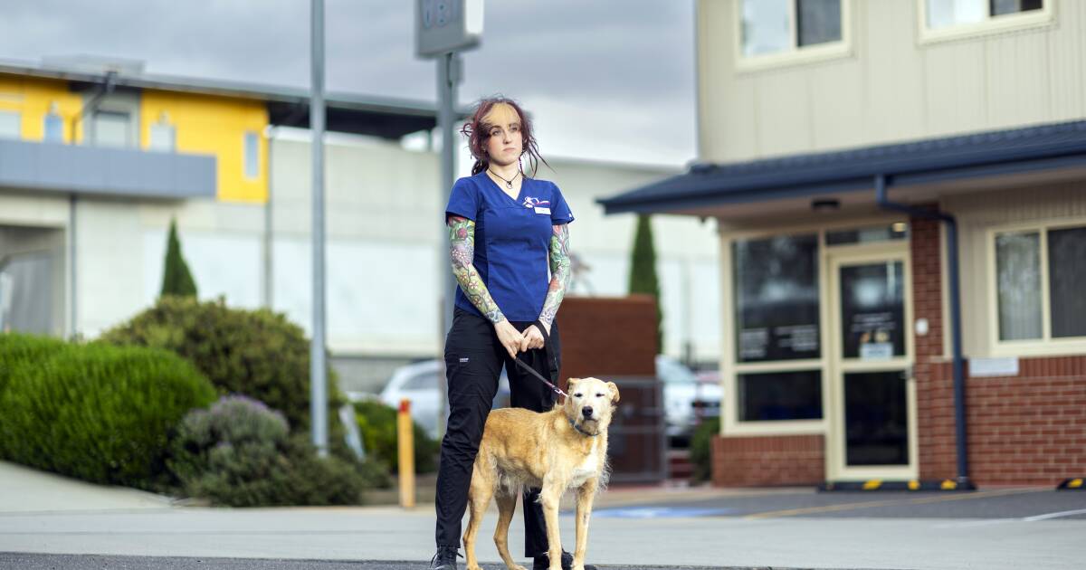 Abuse and threats faced by Canberra vet clinic staff | Queensland Country Life